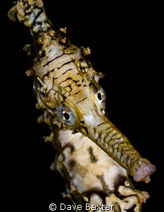 another seahorse - trying to eye me off by Dave Baxter 